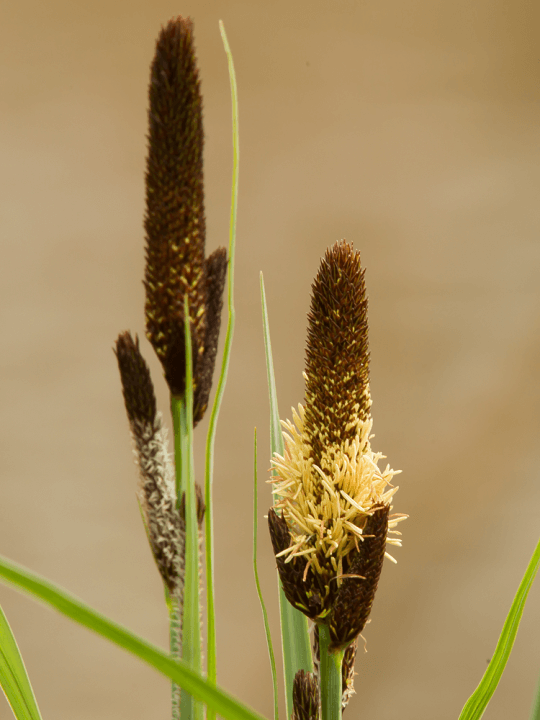 Carex acutiformis